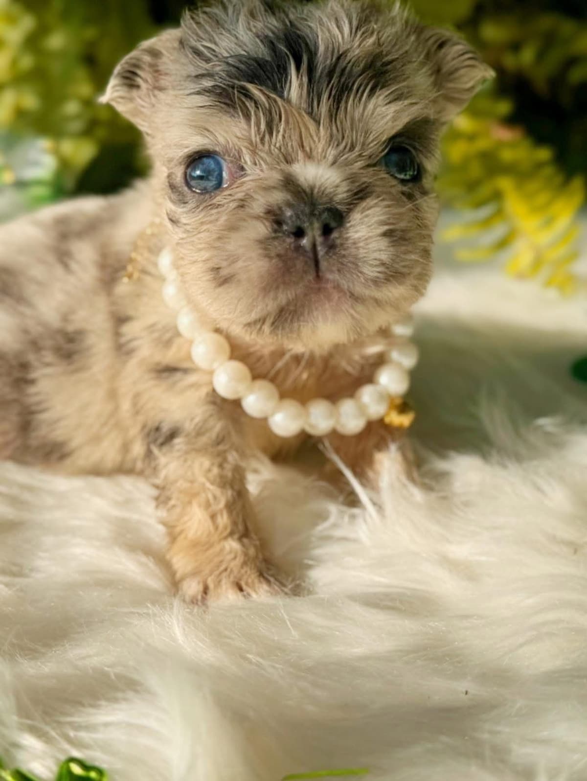 French Bulldog Puppies breeder image 13