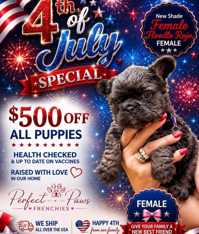 French Bulldog Puppies media 2