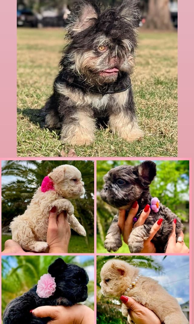French Bulldog Puppies media 3