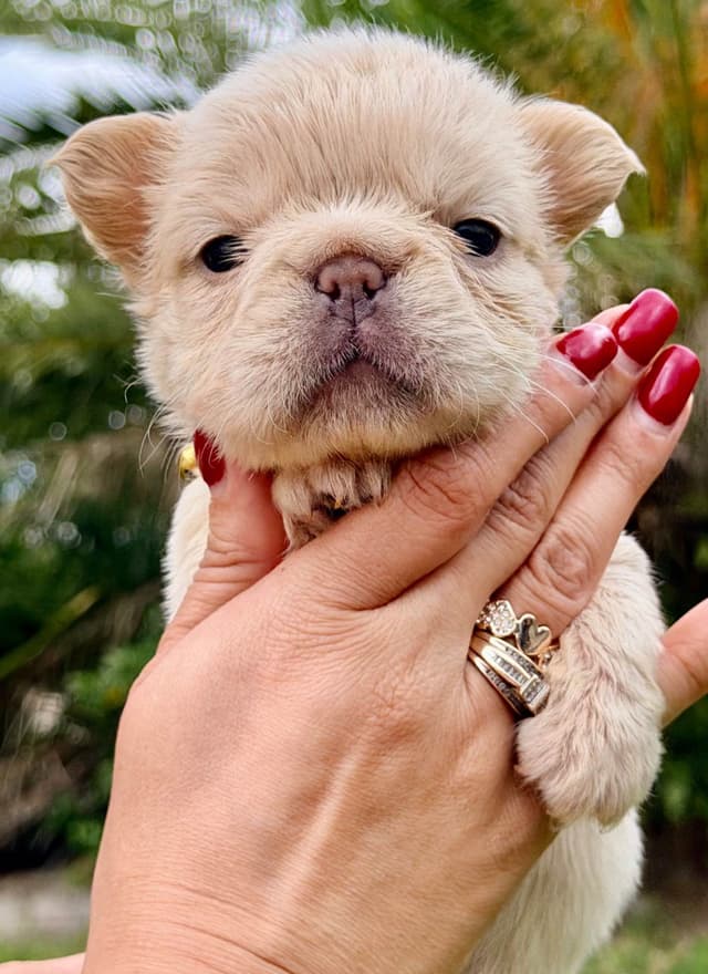 French Bulldog Puppies media 6