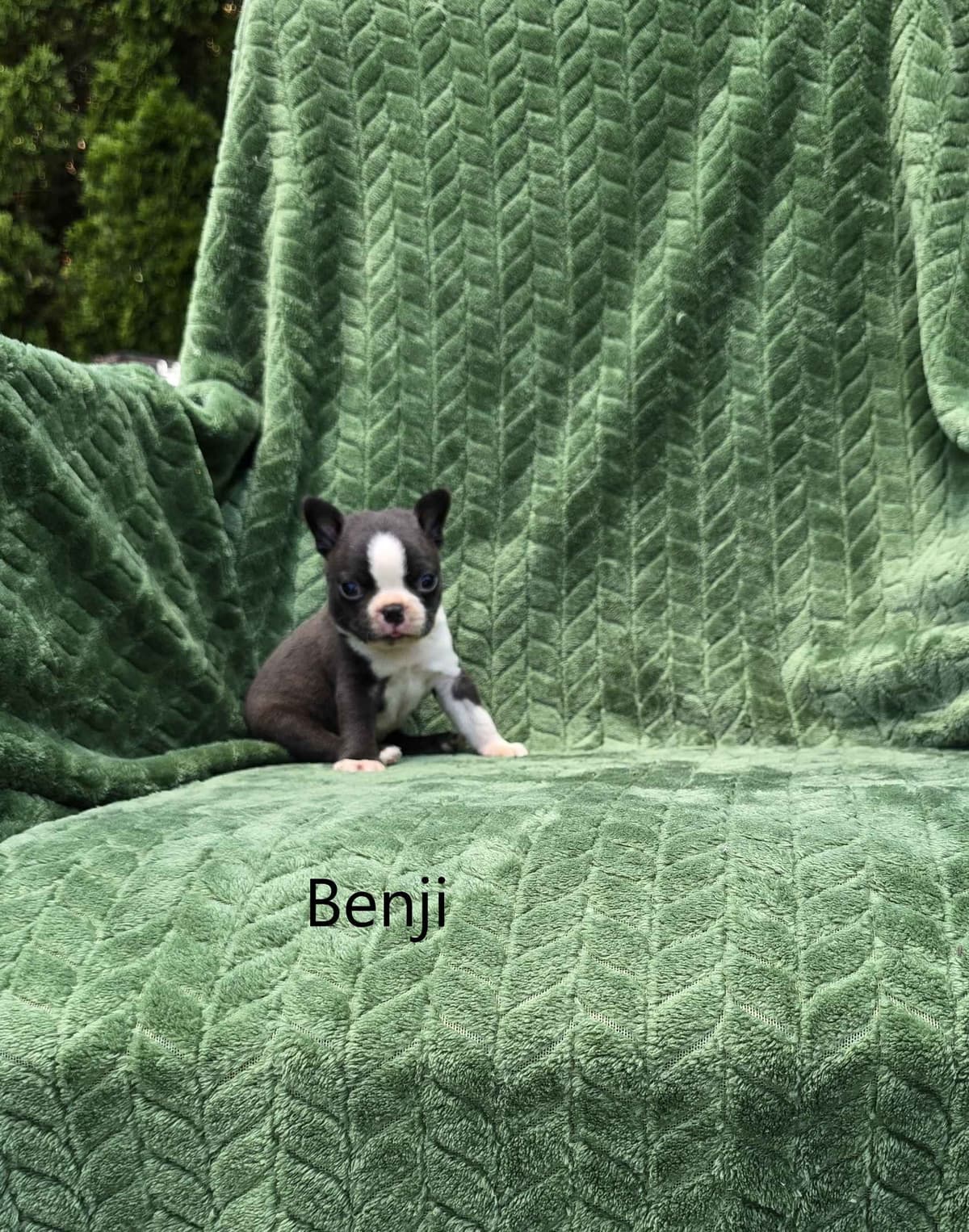 Boston Terrier Puppies breeder image 1