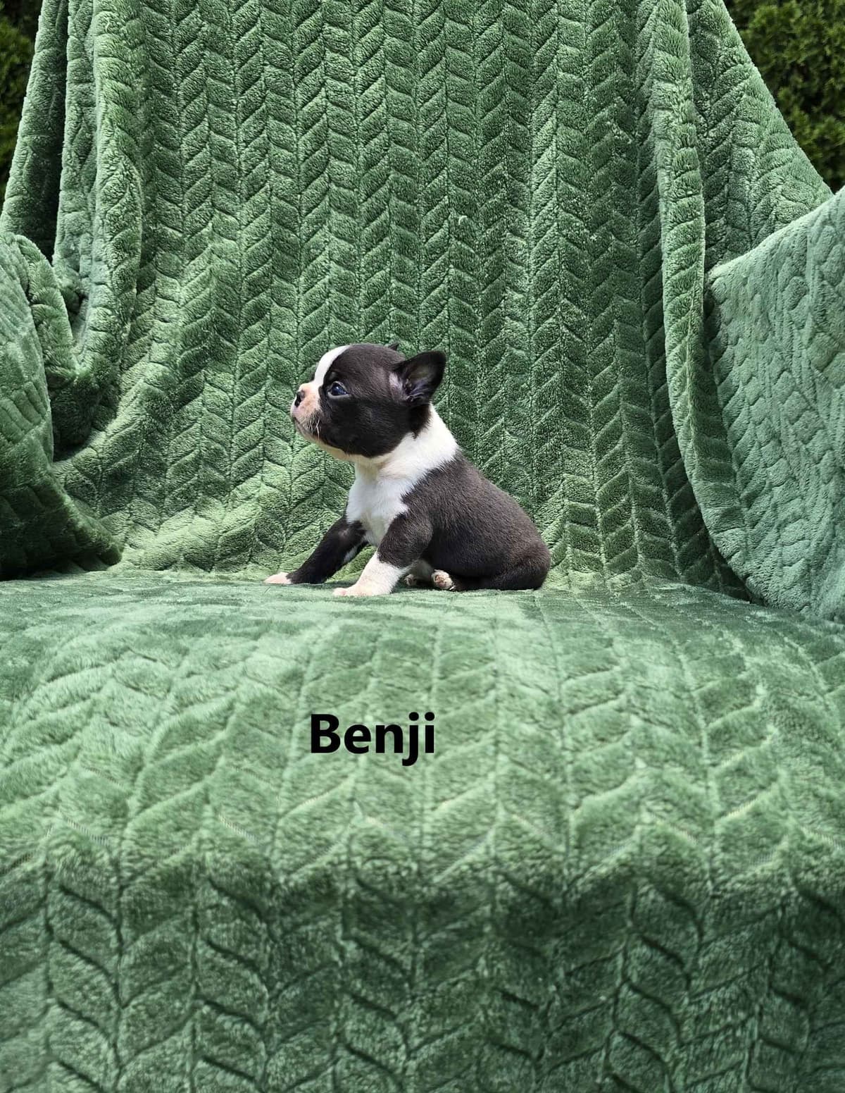 Boston Terrier Puppies breeder image 3