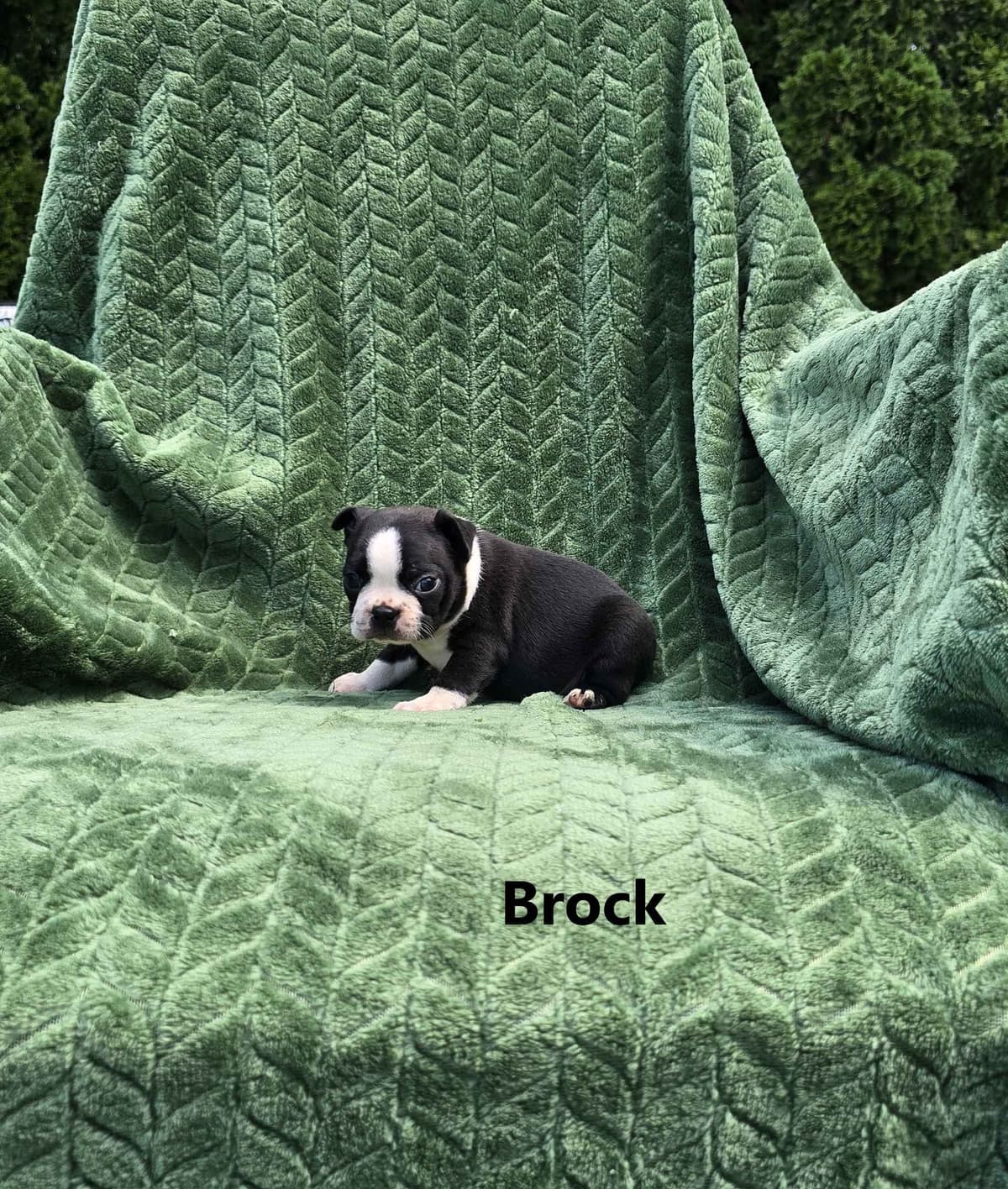 Boston Terrier Puppies breeder image 5