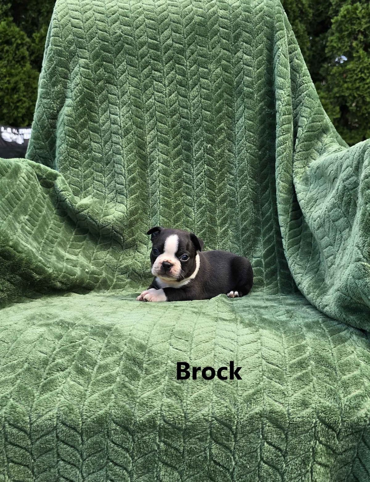 Boston Terrier Puppies breeder image 6