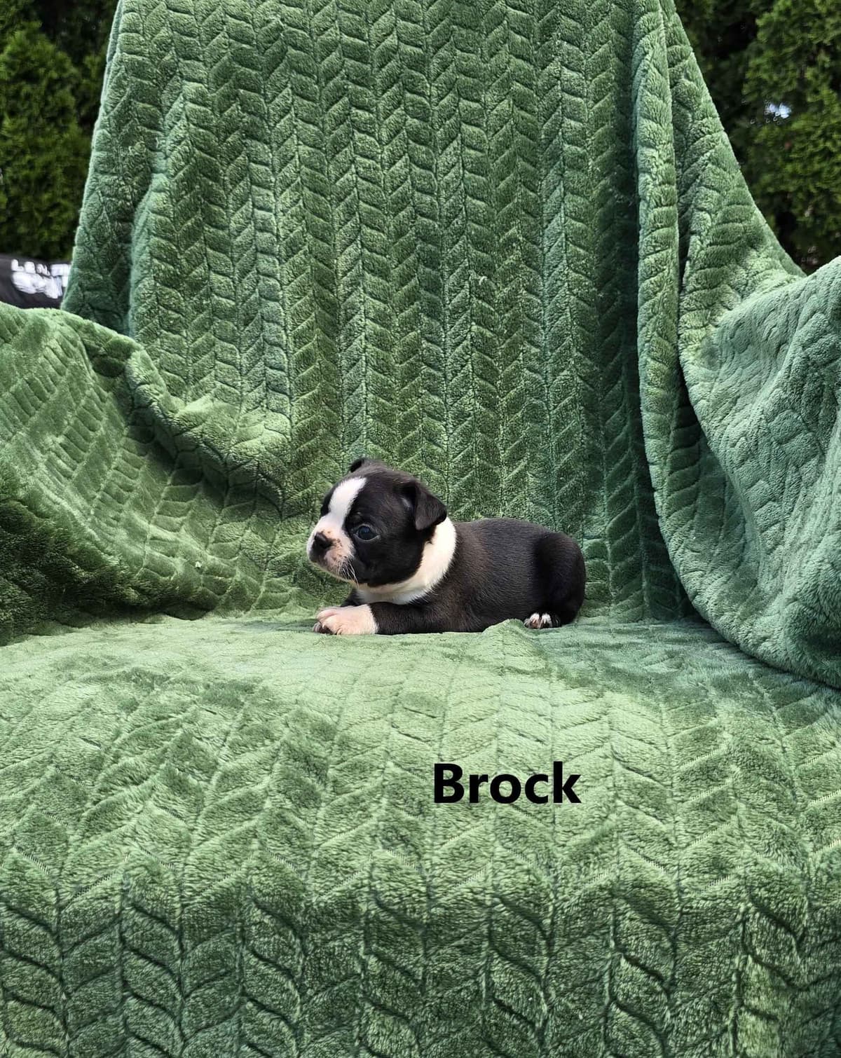 Boston Terrier Puppies breeder image 7