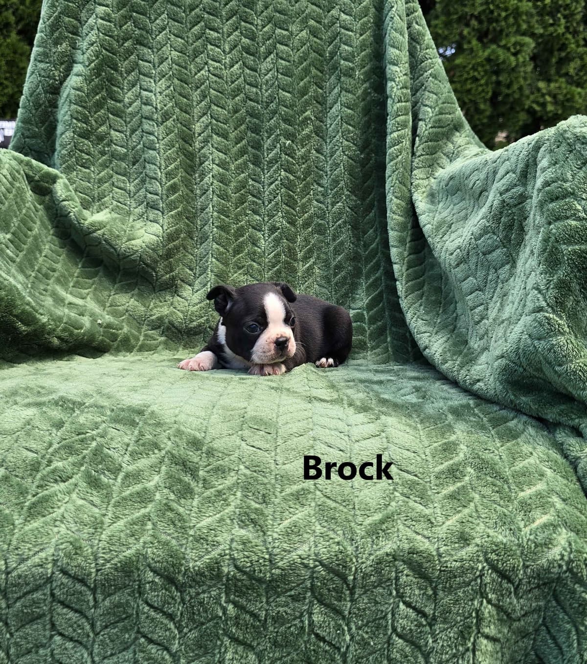 Boston Terrier Puppies breeder image 8