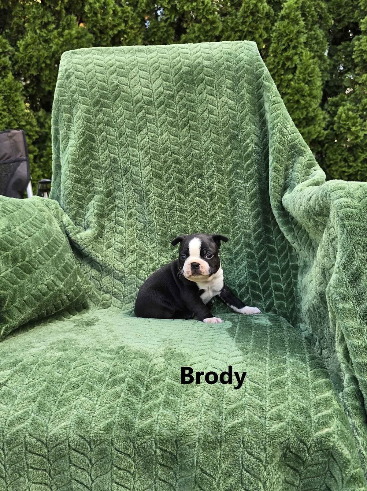 Boston Terrier Puppies breeder image 9