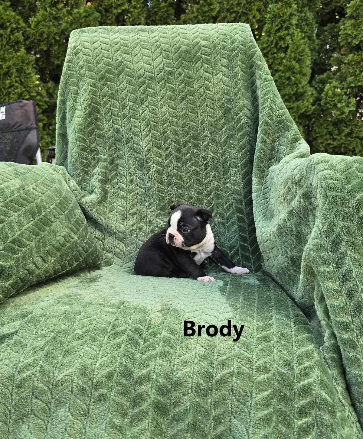 Boston Terrier Puppies breeder image 10