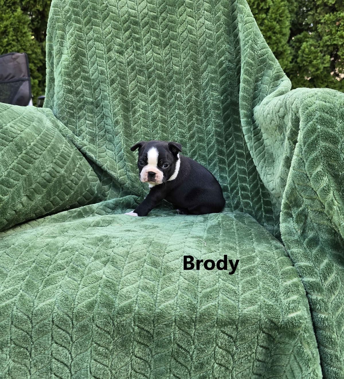 Boston Terrier Puppies breeder image 11