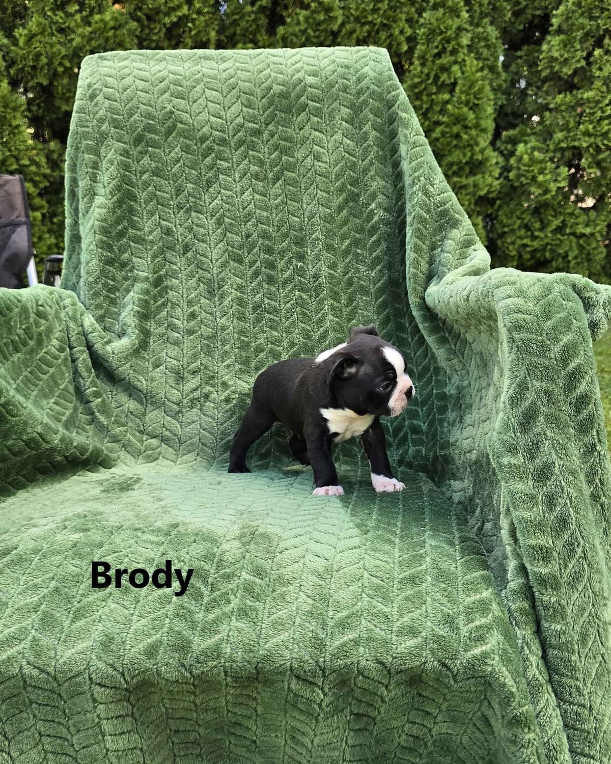 Boston Terrier Puppies breeder image 12