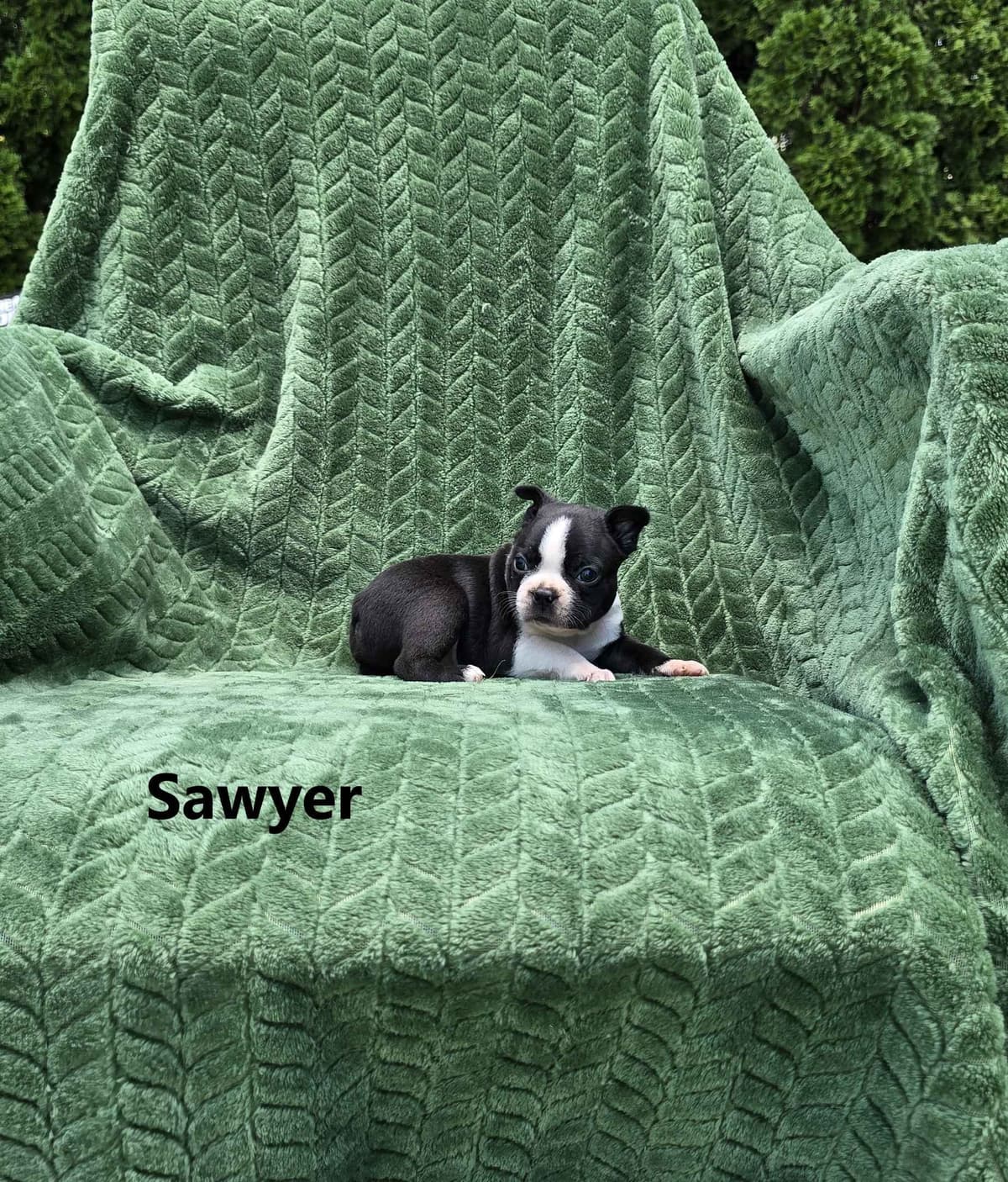 Boston Terrier Puppies breeder image 13