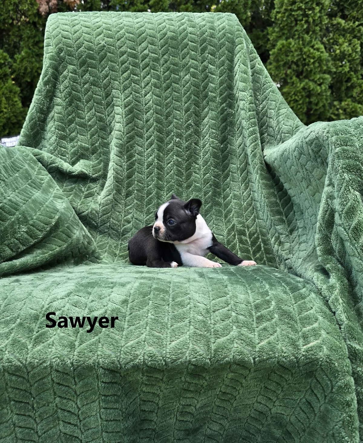 Boston Terrier Puppies breeder image 14