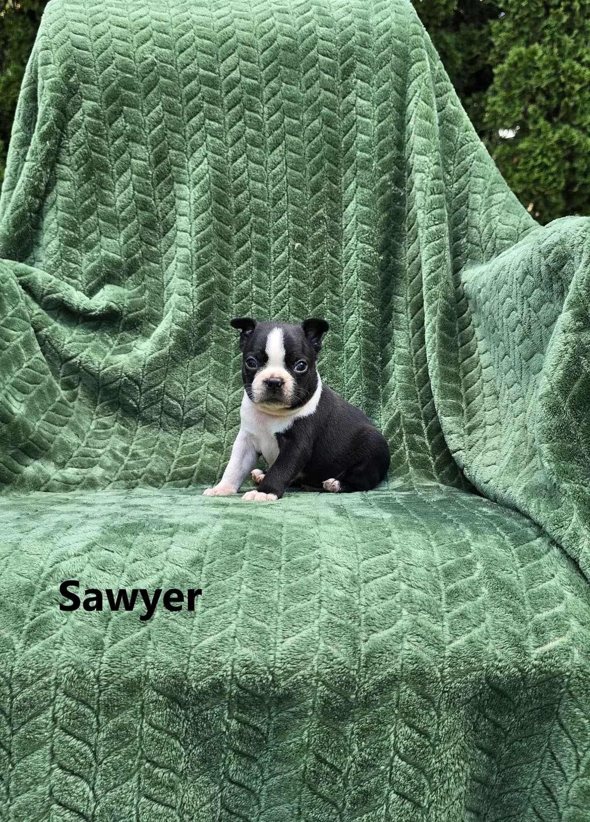 Boston Terrier Puppies breeder image 15