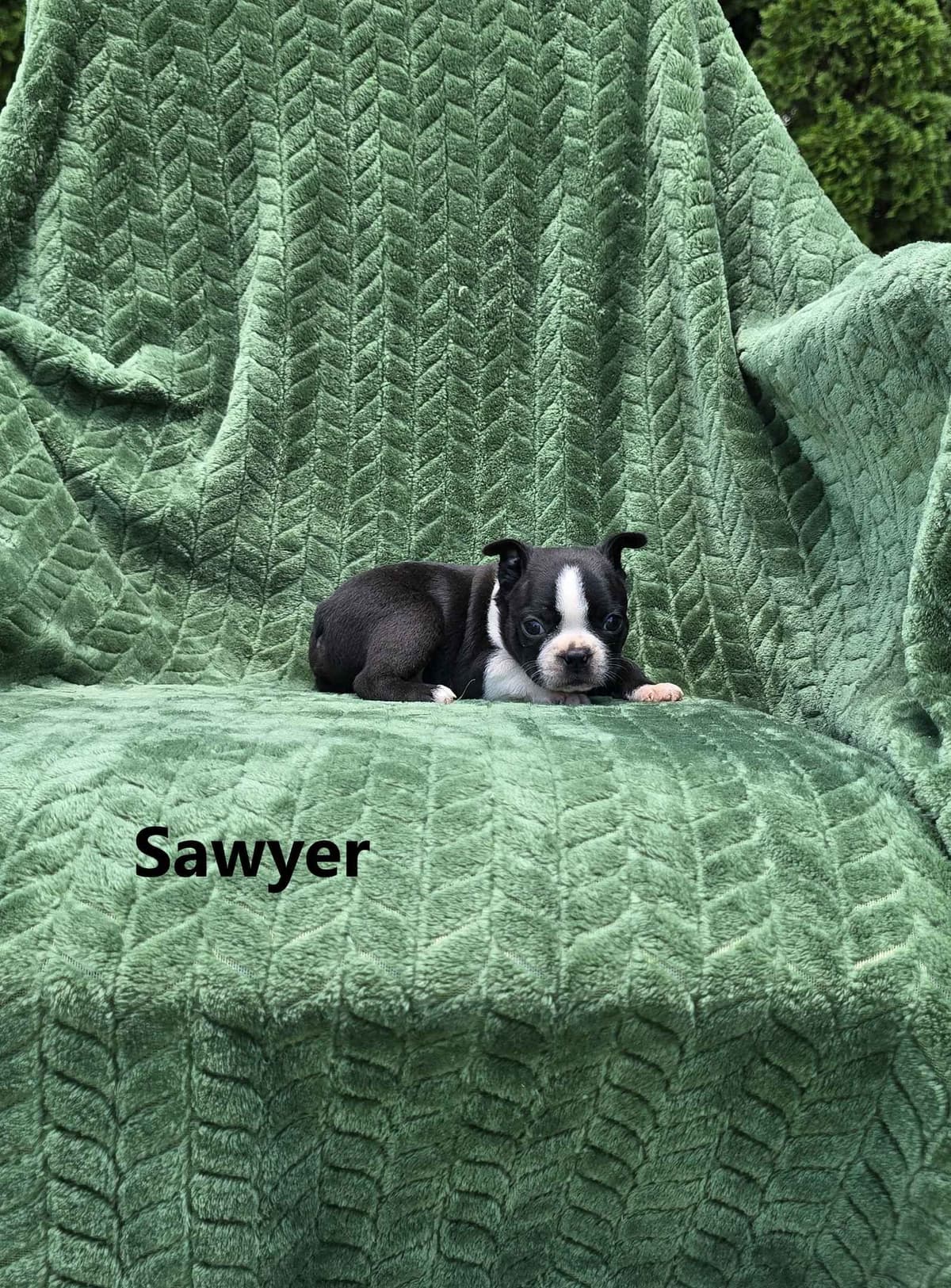 Boston Terrier Puppies breeder image 16