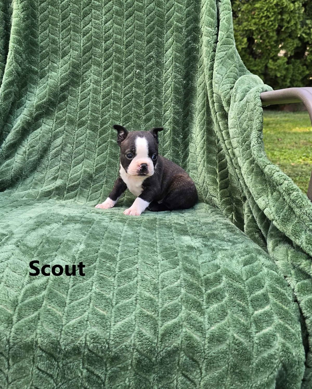 Boston Terrier Puppies breeder image 17