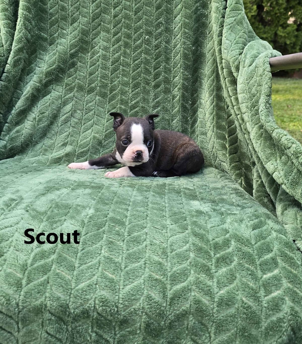 Boston Terrier Puppies breeder image 18