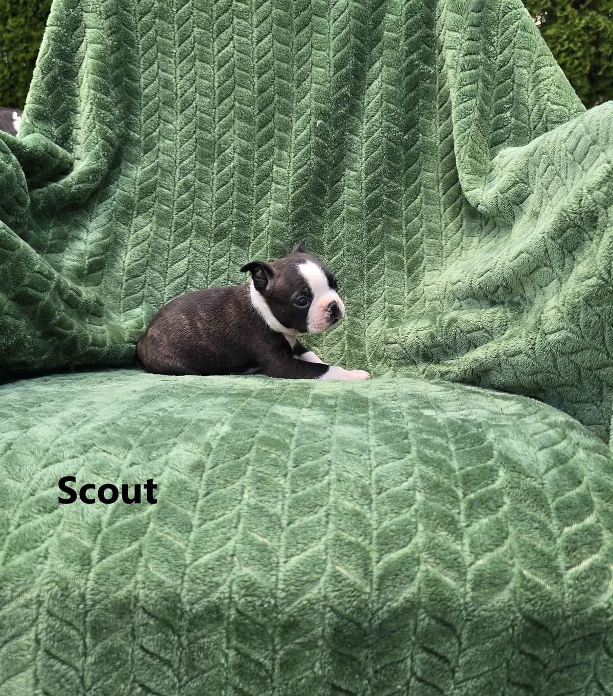Boston Terrier Puppies breeder image 19