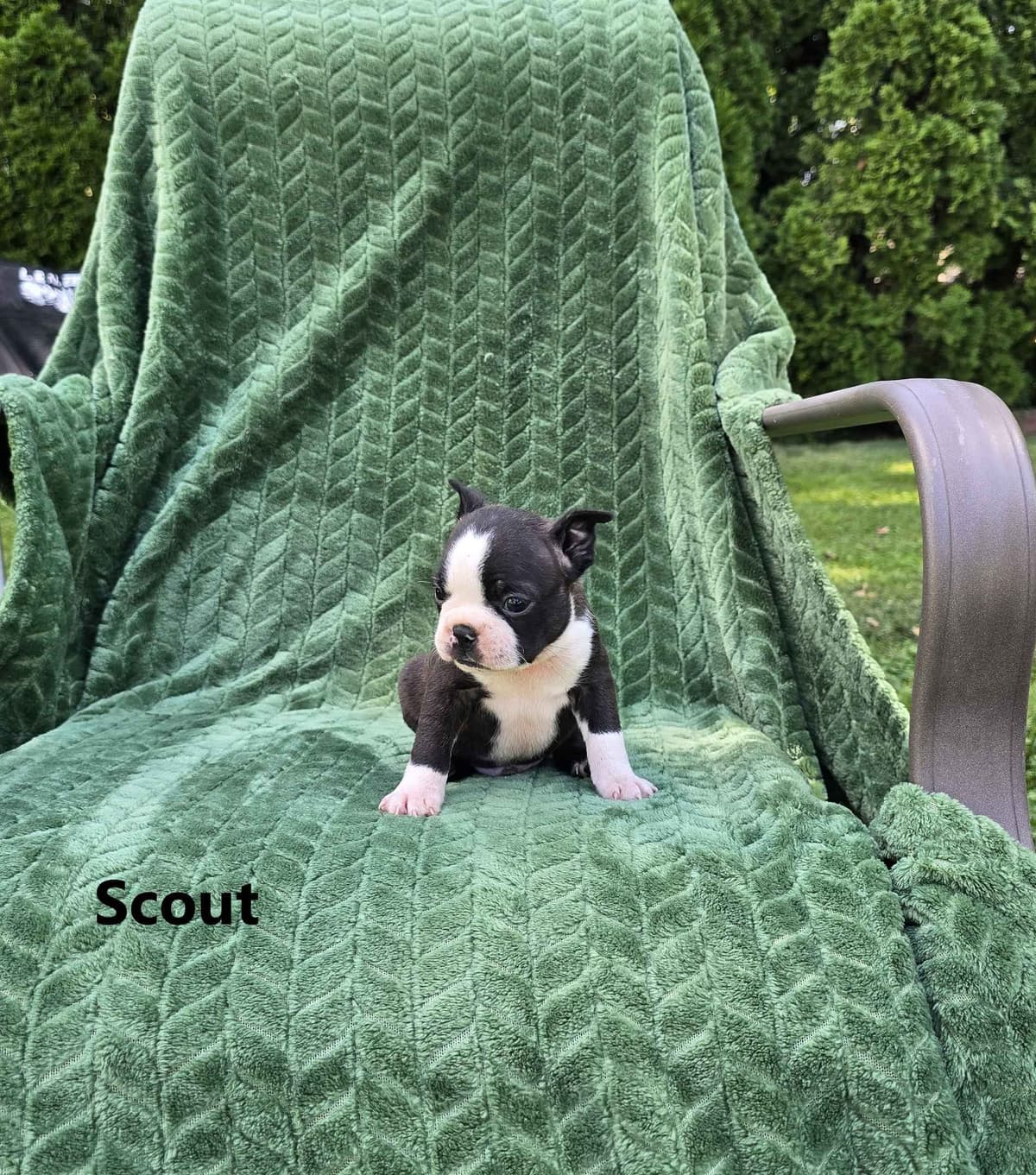 Boston Terrier Puppies breeder image 20