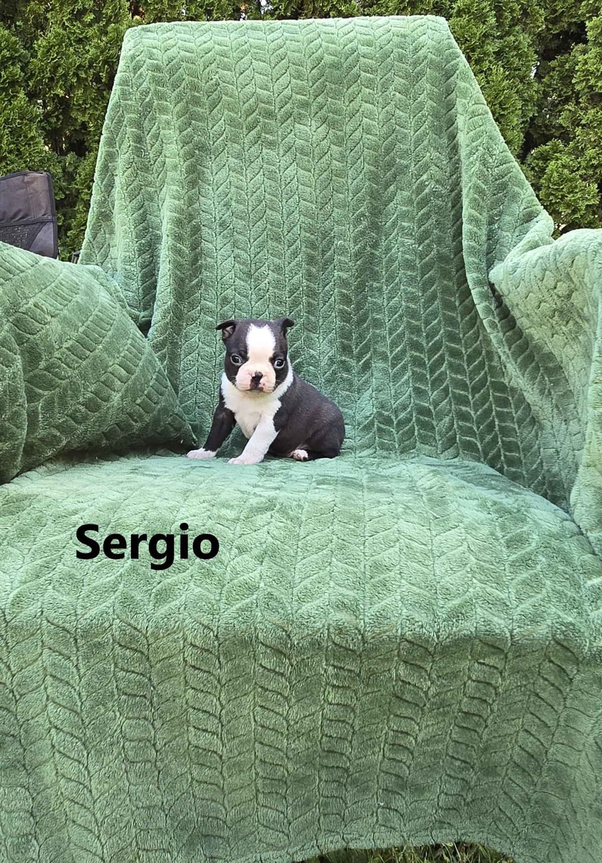 Boston Terrier Puppies breeder image 21