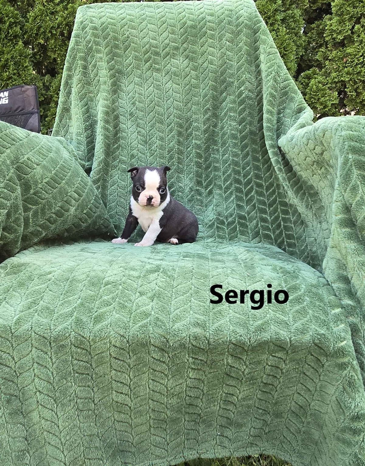 Boston Terrier Puppies breeder image 22