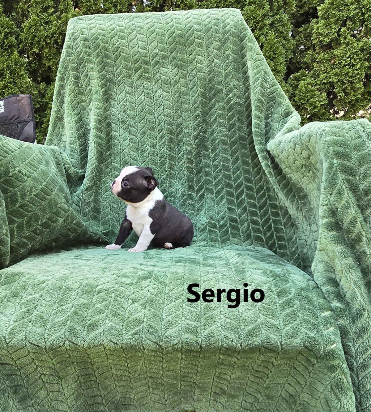 Boston Terrier Puppies breeder image 23