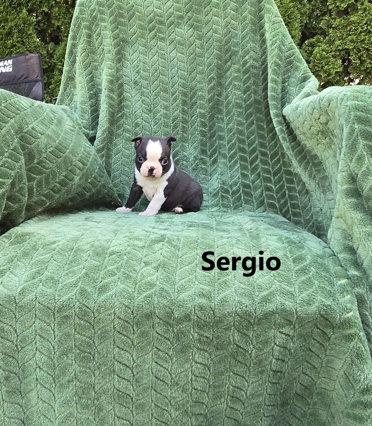 Boston Terrier Puppies breeder image 24