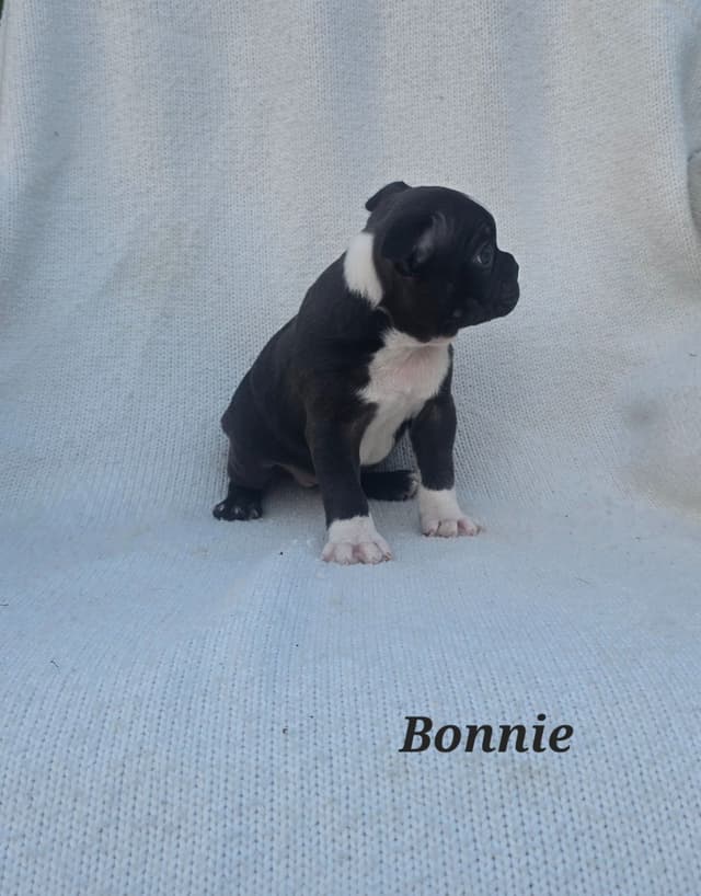 Boston Terrier Puppies media 7