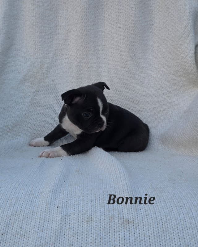 Boston Terrier Puppies media 8