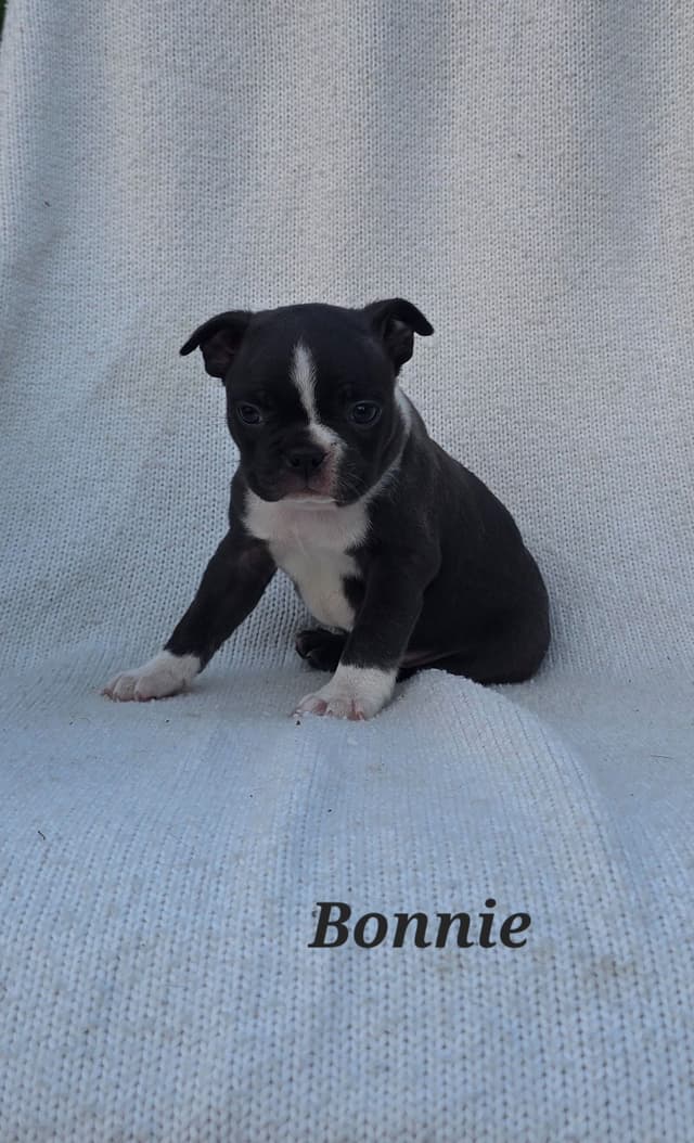 Boston Terrier Puppies media 6