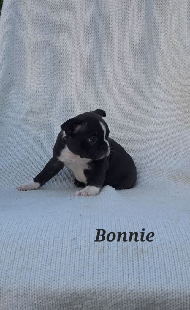 Boston Terrier Puppies media 9