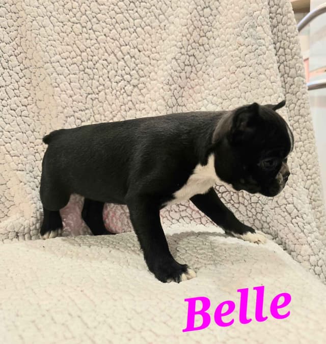 Boston Terrier Puppies media 2