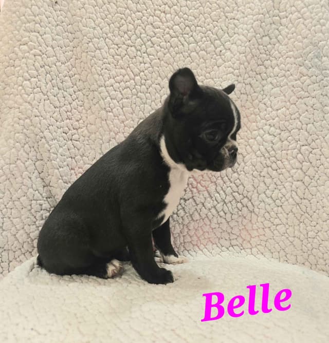 Boston Terrier Puppies media 4
