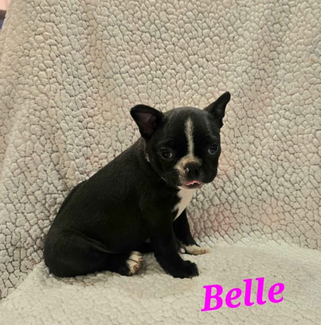 Boston Terrier Puppies media 3