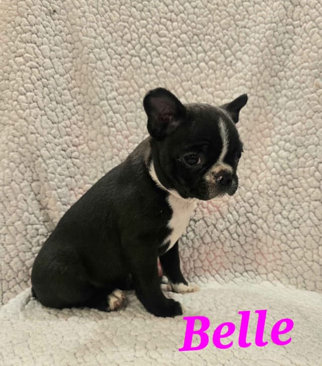 Boston Terrier Puppies media 5