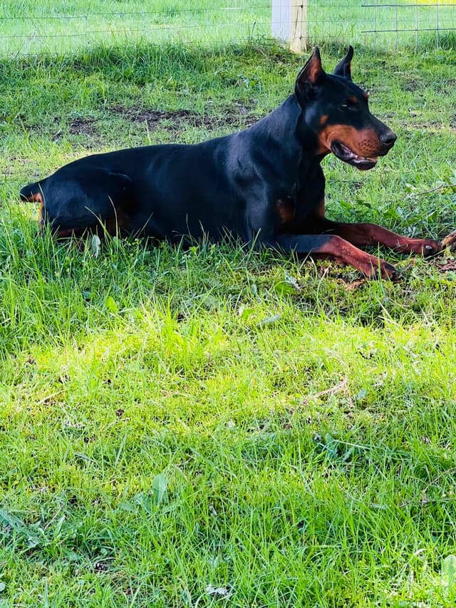 Doberman Pinscher Puppies media 2