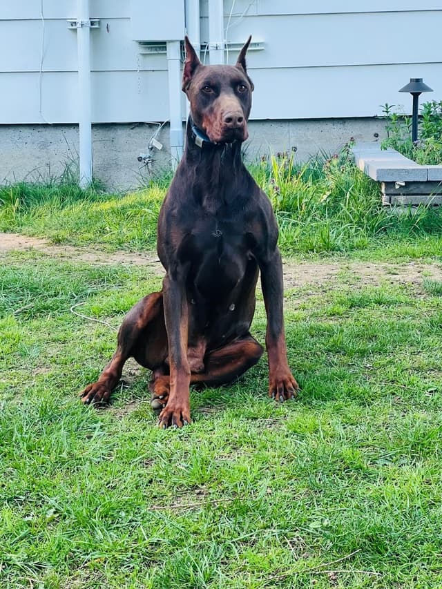 Doberman Pinscher Puppies media 4