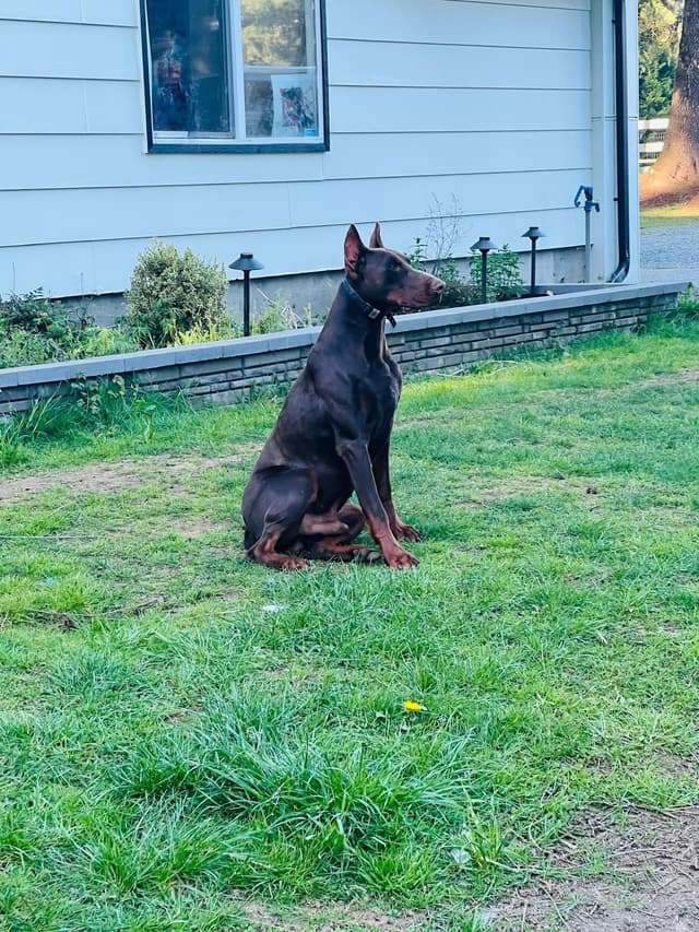 Doberman Pinscher Puppies media 3