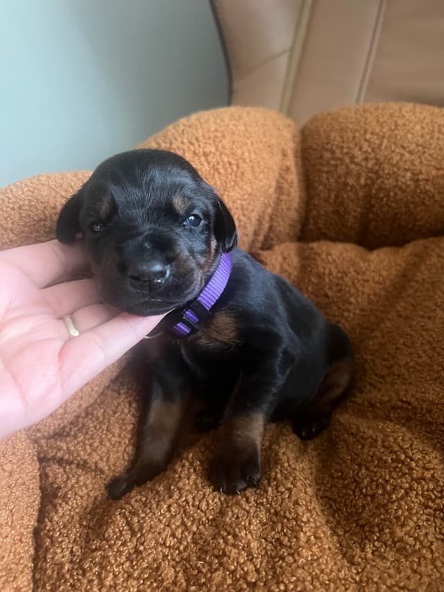Doberman Pinscher Puppies media 7