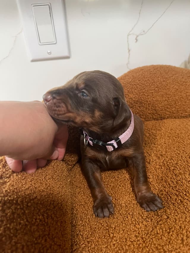 Doberman Pinscher Puppies media 5