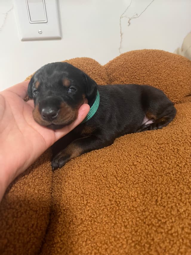 Doberman Pinscher Puppies media 8