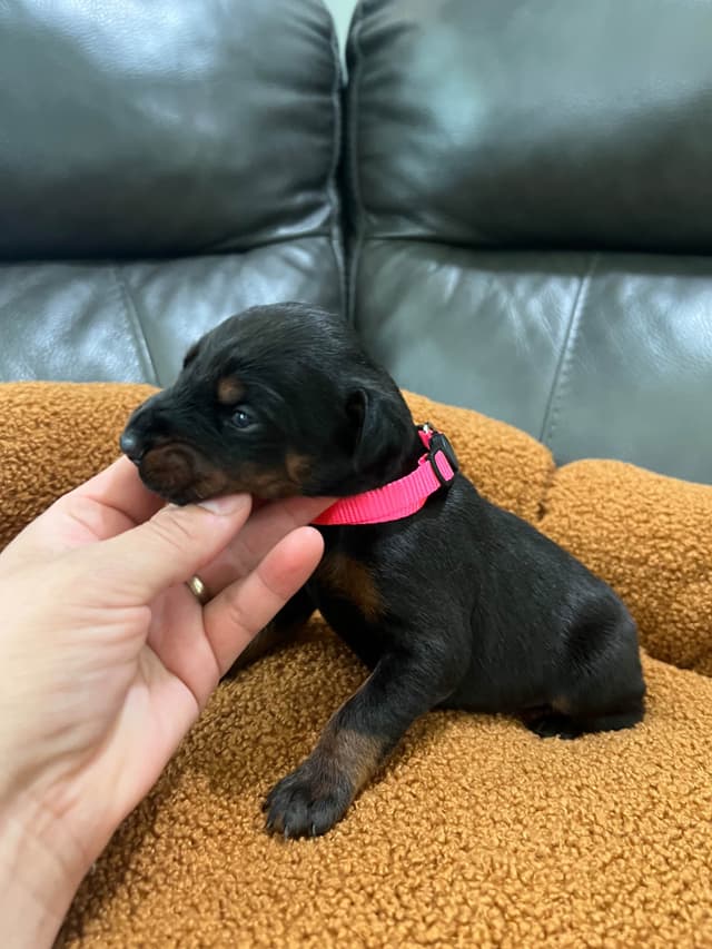 Doberman Pinscher Puppies media 10