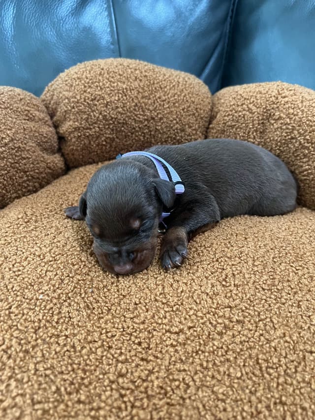 Doberman Pinscher Puppies media 9