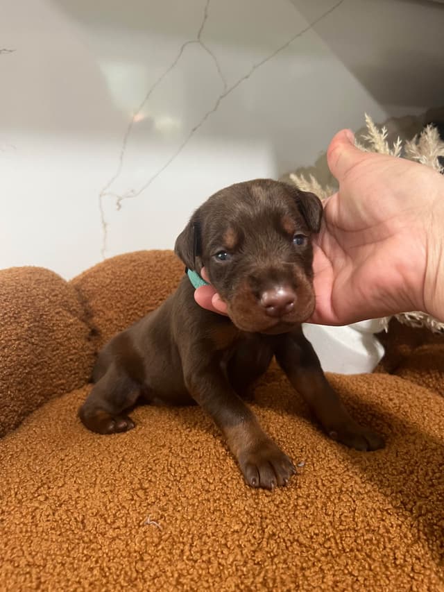 Doberman Pinscher Puppies media 12
