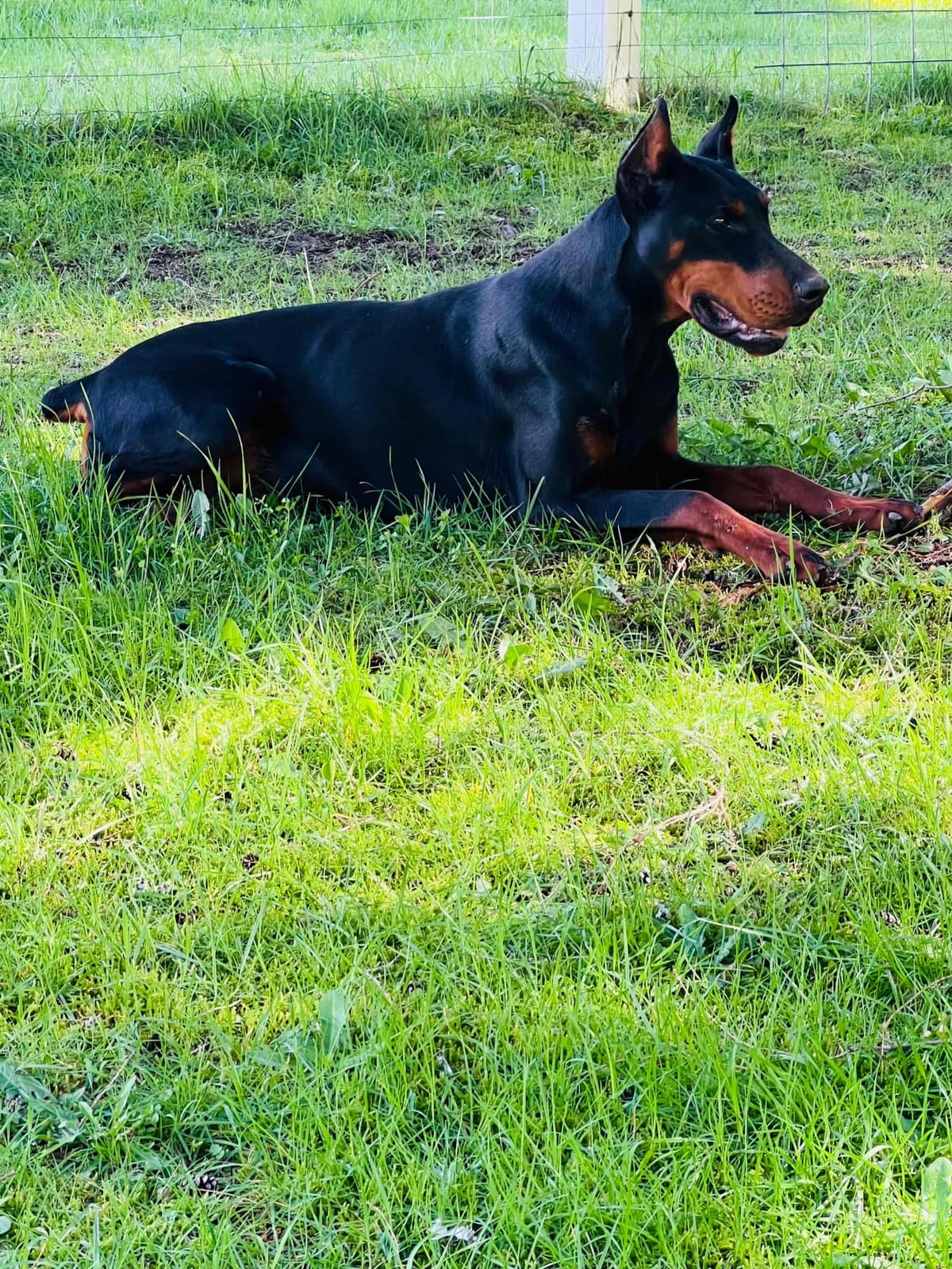 Doberman Pinscher Puppies breeder image 1