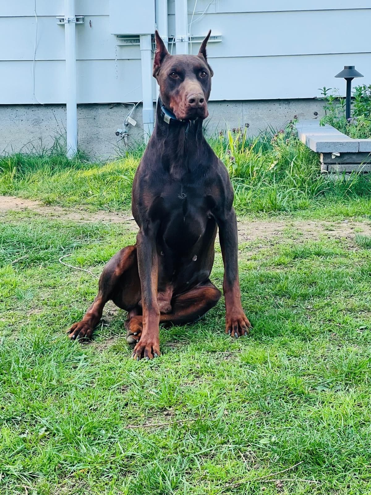 Doberman Pinscher Puppies breeder image 2