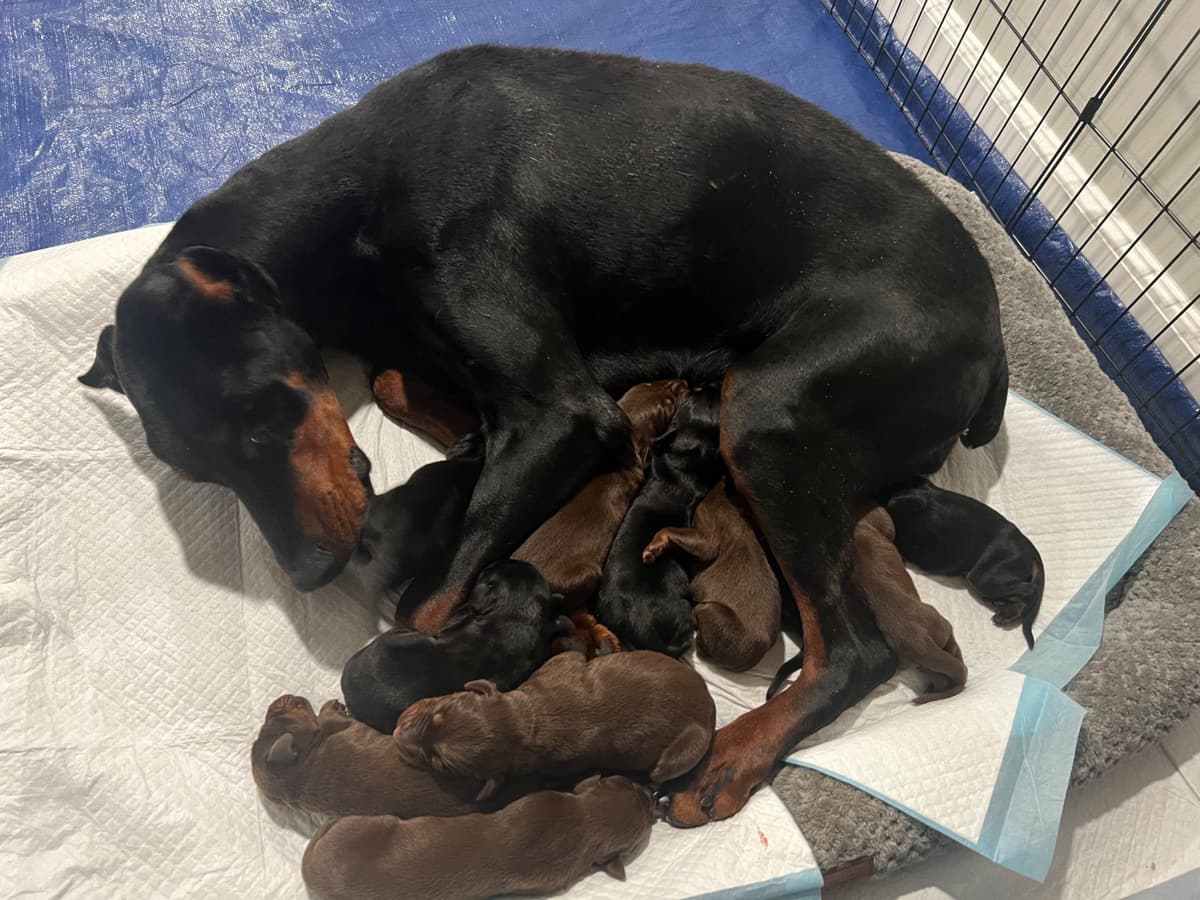 Doberman Pinscher Puppies breeder image 6