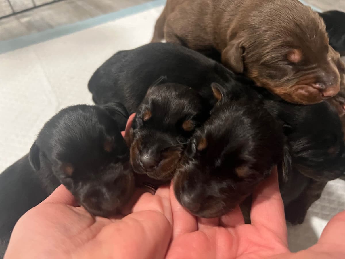 Doberman Pinscher Puppies breeder image 4