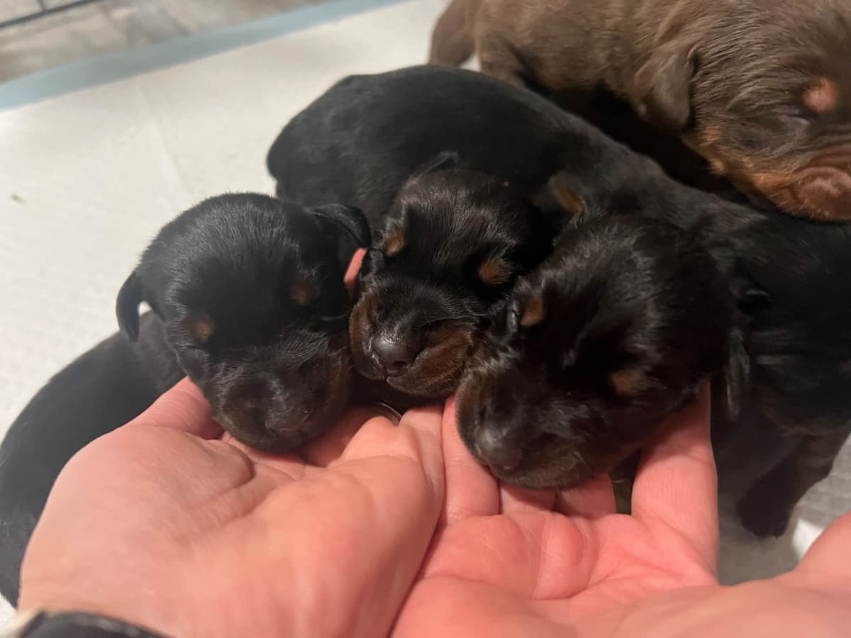 Doberman Pinscher Puppies breeder image 3