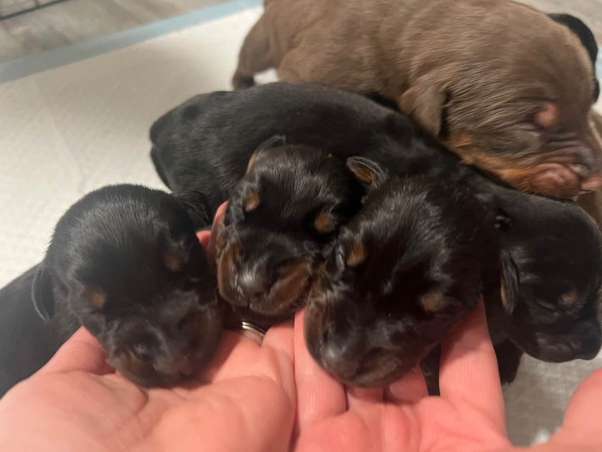 Doberman Pinscher Puppies breeder image 7