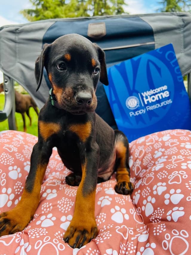Doberman Pinscher Puppies media 17